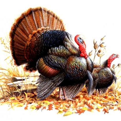 Wild Turkey Pair Cross Stitch..