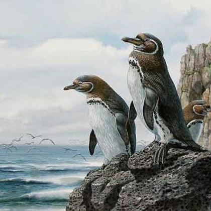 Galapagos Penguins Cross Stitch..