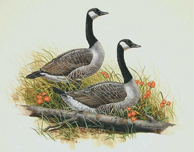 CRAFTS Canada Geese Cross Stitch Pattern***LOOK***Buyers Can Download Your Pattern As Soon As They Complete The Purchase