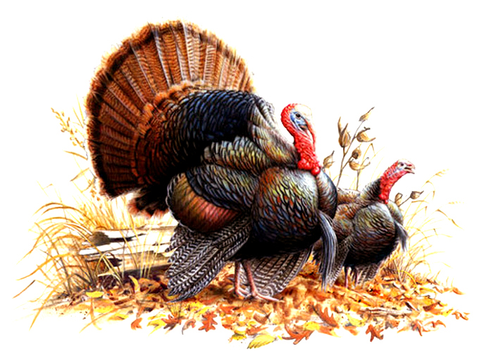 Wild Turkey Pair Cross Stitch Pattern***look***buyers Can Download Your Pattern As Soon As They Complete The Purchase