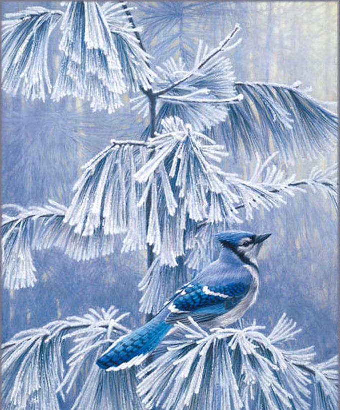 ( CRAFTS ) Frosty Morning BLue Jay Cross Stitch Pattern***LOOK***Buyers Can Download Your Pattern As Soon As They Complete The Purchase