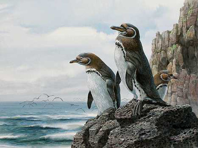 Galapagos Penguins Cross Stitch Pattern***look***buyers Can Download Your Pattern As Soon As They Complete The Purchase