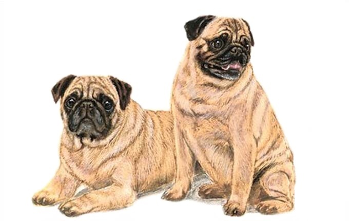 ( CRAFTS ) Cute Pug Pair Cross Stitch Pattern***LOOK***Buyers Can Download Your Pattern As Soon As They Complete The Purchase