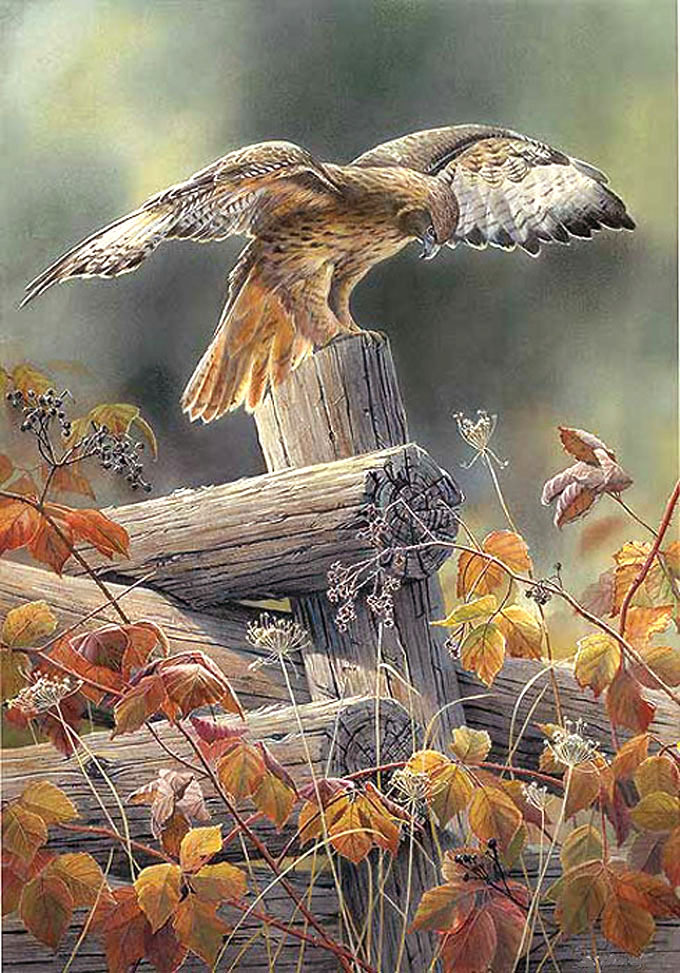 Red Tailed Hawk Cross Stitch Pattern***look***buyers Can Download Your Pattern As Soon As They Complete The Purchase