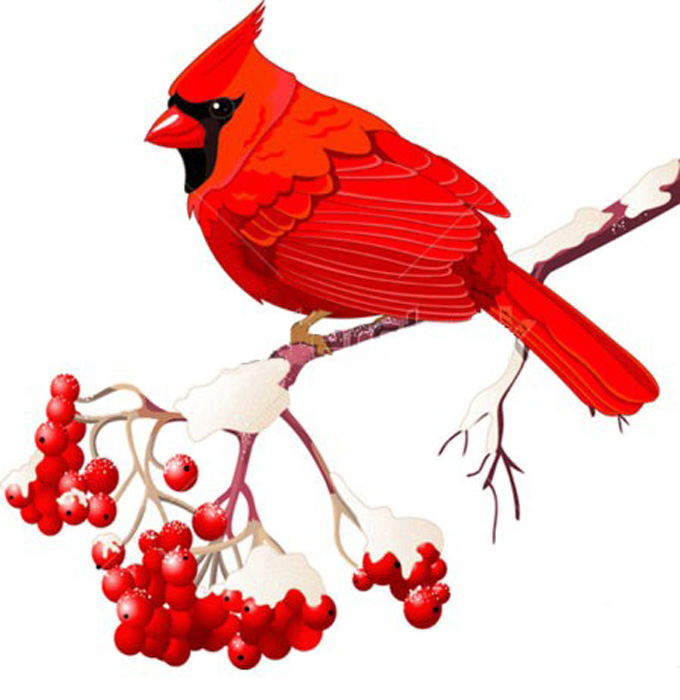 Birds Cardinal Sitting On Ash Branch Cross Stitch Pattern***l@@k***buyers Can Download Your Pattern As Soon As They Complete The Purchase