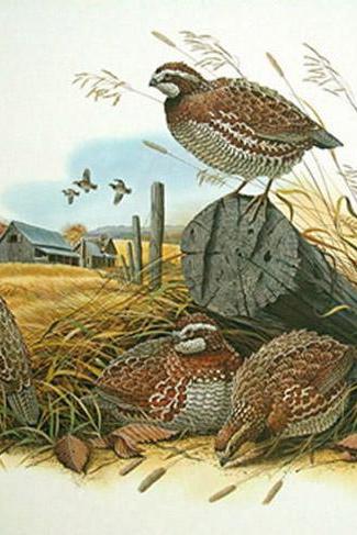 ( CRAFTS ) Bobwhite Quail Cross Stitch Pattern***LOOK*** Buyers Can Download Your Pattern As Soon As They Complete The Purchase