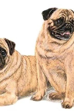 ( Crafts ) Cute Pug Pair Cross Stitch Pattern***look***buyers Can Download Your Pattern As Soon As They Complete The Purchase