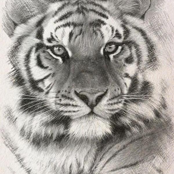 Siberian BW Tiger Cross Stitch Pattern***L@@K***Buyers Can Download Your Pattern As Soon As They Complete The Purchase